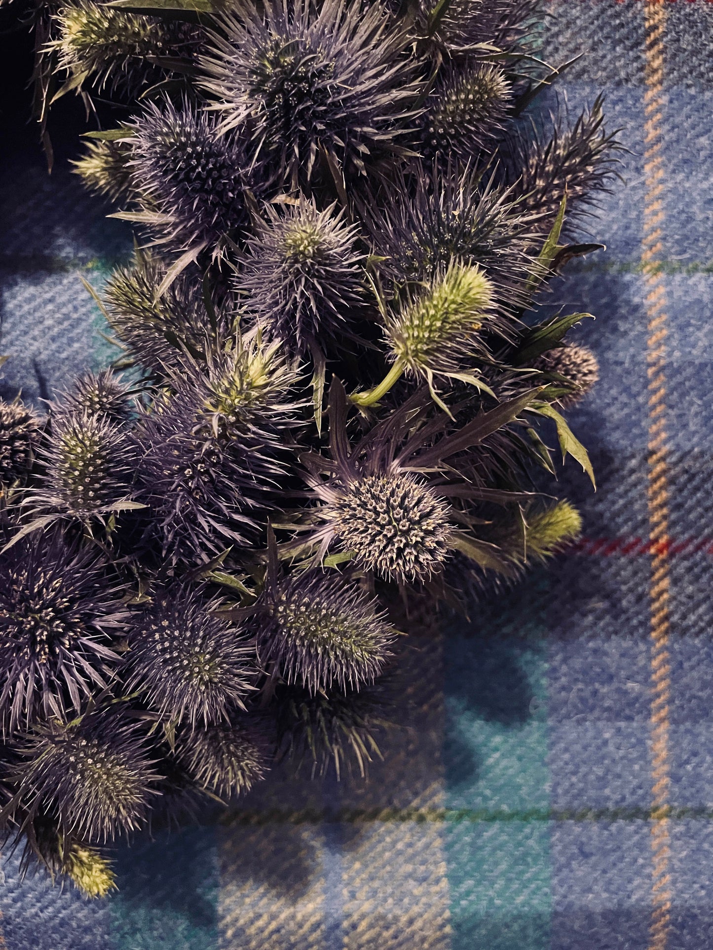 Thistle Wreath
